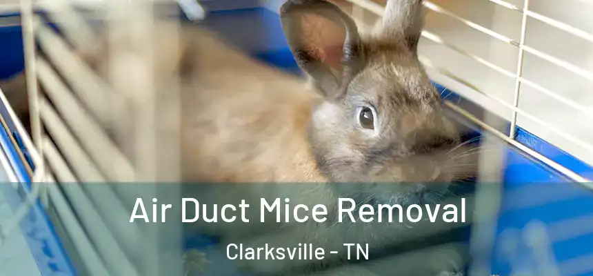  Air Duct Mice Removal Clarksville - TN